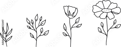 Isolated hand drawn growing flower vector line illustration