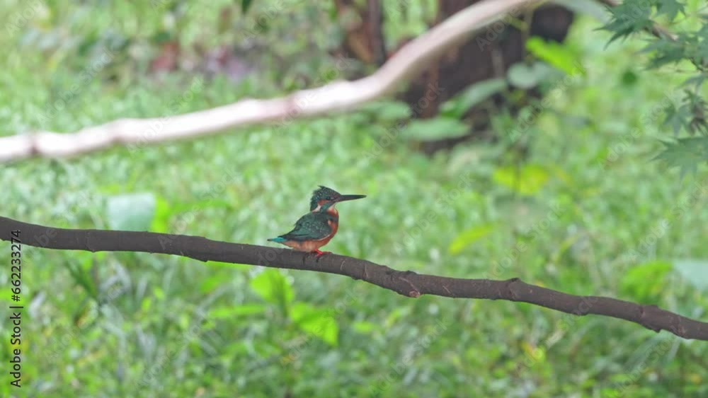 common kingfisher on a branch common kingfisher on a branch