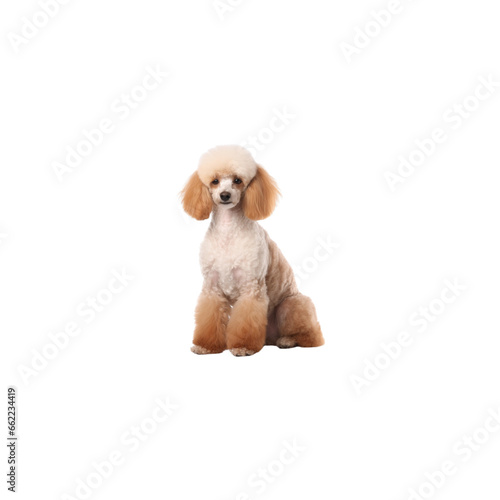 Poodle dog breed no background