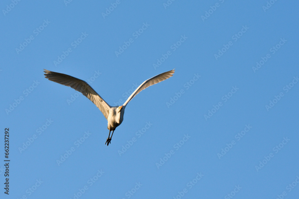Egretta garzetta-Little egret-Aigrette garzette Egretta garzetta-Little egret-Aigrette garzette