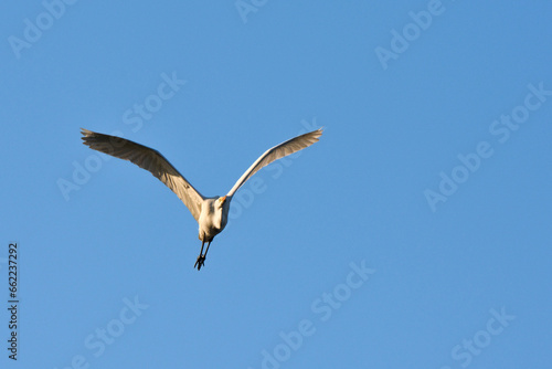 Egretta garzetta-Little egret-Aigrette garzette