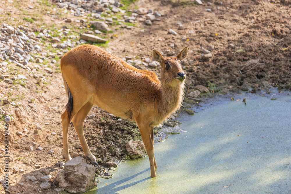 Obraz premium Voduska Abok - Kobus megaceros stands by the cloudy green water and drinks.