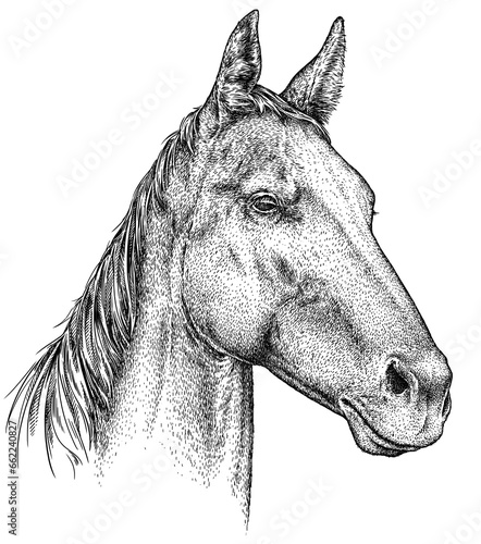 Cuadro en lienzo Vintage engraving isolated horse set illustration ink sketch