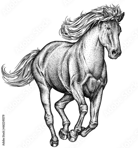 Fototapeta Naklejka Na Ścianę i Meble -  Vintage engraving isolated horse set illustration ink sketch. Wild equine background nag mustang animal silhouette art. Black and white hand drawn image	