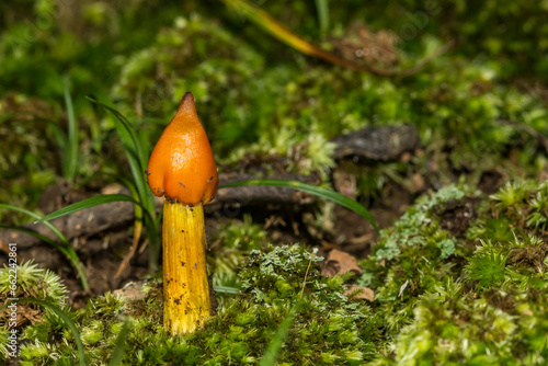 Witch's Hat Mushroom - Hygrocybe conica