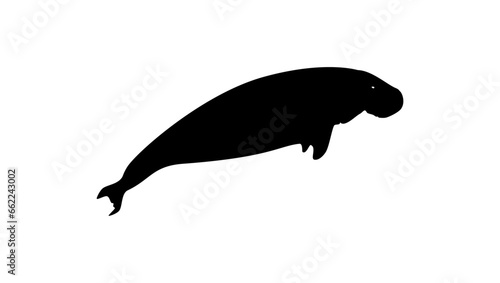 Photos Dugong black isolated silhouette