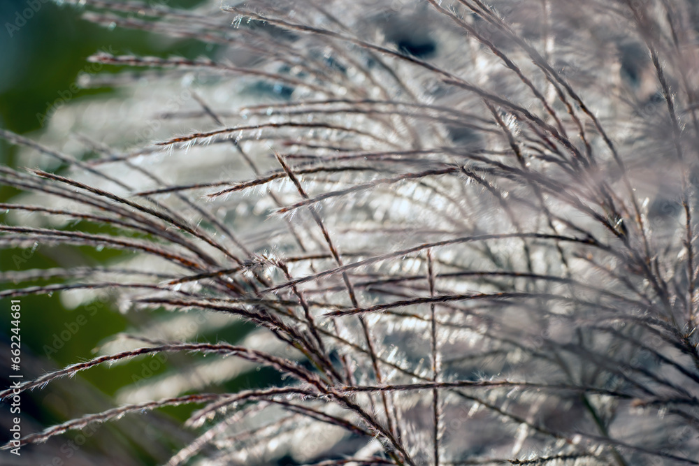 close up of grass, nacka,sverige,sweden,stockholm, Mats close up of grass, nacka,sverige,sweden,stockholm, Mats