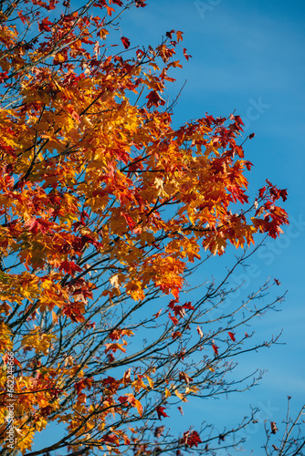 autumn leaves whit blue skye  nacka sverige sweden stockholm  Mats