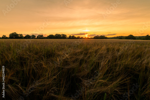 Cereals wheat fields at sunset photo