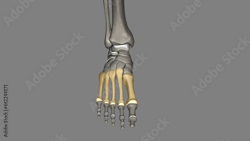 The metatarsal bones are the bones of the forefoot that connect the distal aspects of the cuneiform . photo