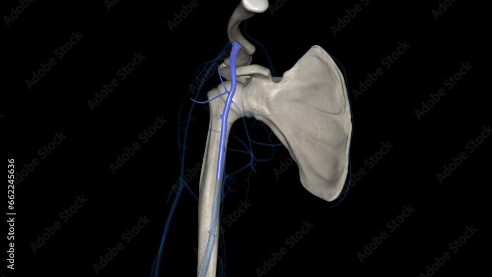 The axillary vein is a deep vein of the upper limb that is formed by