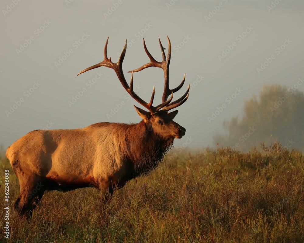Obraz premium Rocky Mountain Elk Bull Clearfield County PA Morning Light 