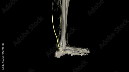 The sural nerve is purely sensory and it supplies sensation to the lower lateral leg, lateral heel, ankle and dorsal lateral foot . photo