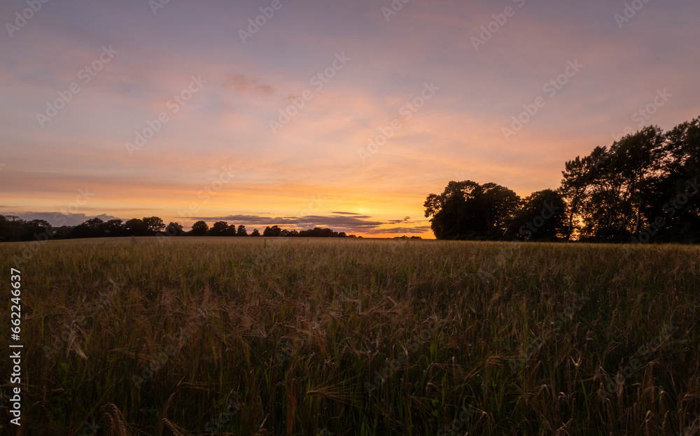 Cereal wheat field at sunset
