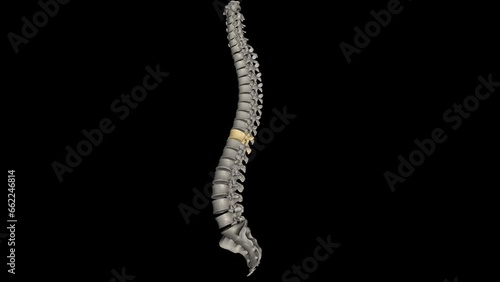 Thoracic Vertebral, T10 Twelve vertebrae are located in the thoracic spine and are numbered T-1 to T-12 photo