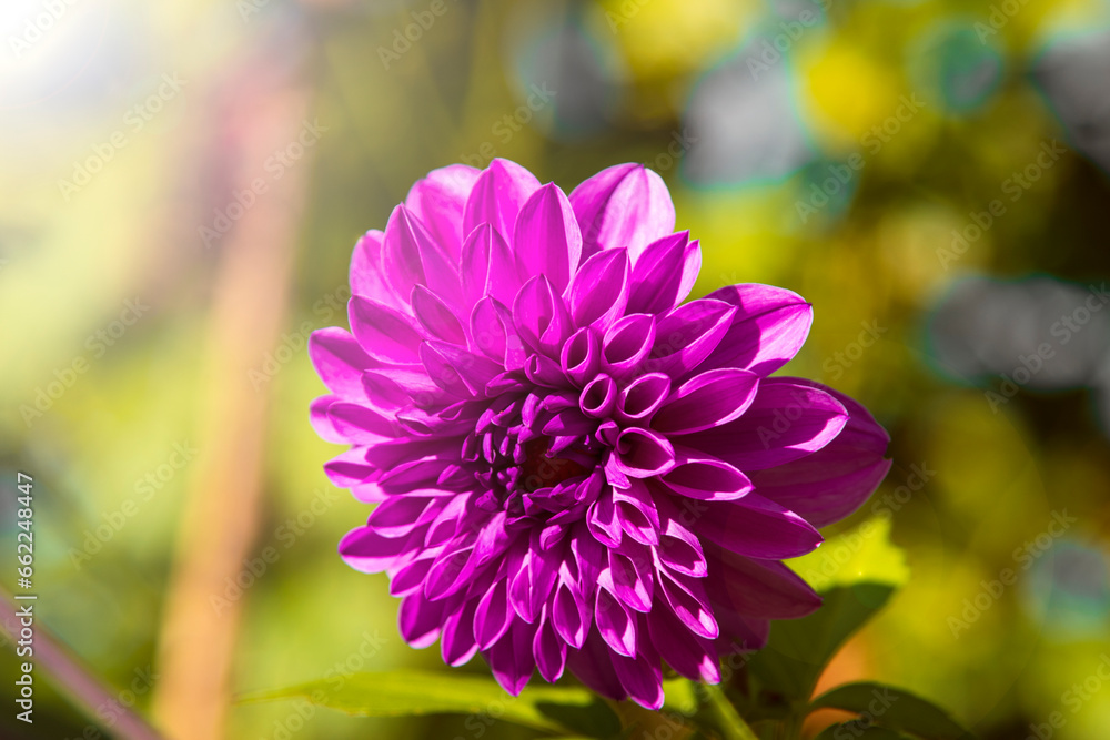 Fototapeta premium purple and yellow flowers