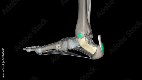 The flexor retinaculum of the foot extends from the medial malleolus above, to the calcaneus below . photo