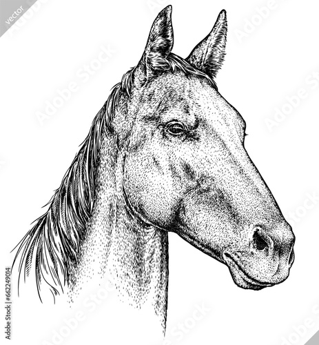 Vintage engraving isolated horse set illustration ink sketch. Wild equine background nag mustang animal silhouette art. Black and white hand drawn vector image