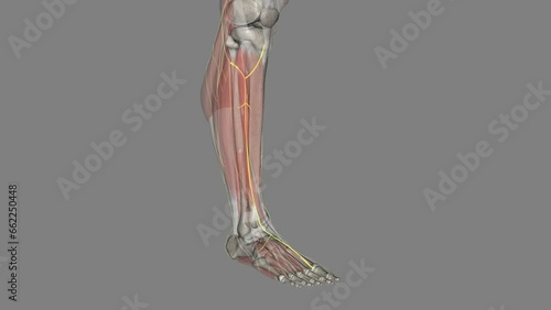 The deep peroneal nerve, also called the deep fibular nerve, is a peripheral nerve of the calf. photo