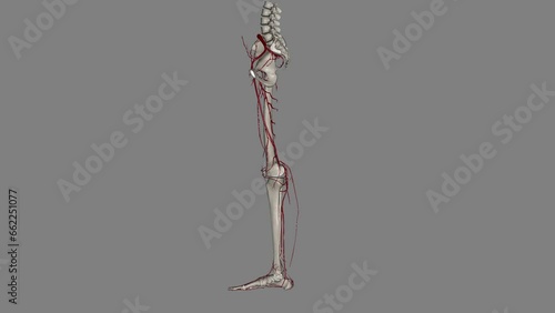 The bony pelvis and lower limbs receive their vascular supply from the distal continuations of the right and left common iliac arteries . photo