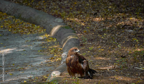 An eagle is sitting on the ground