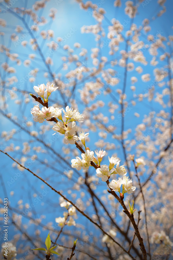 White flowers with blue sky background On a bright sunny day.