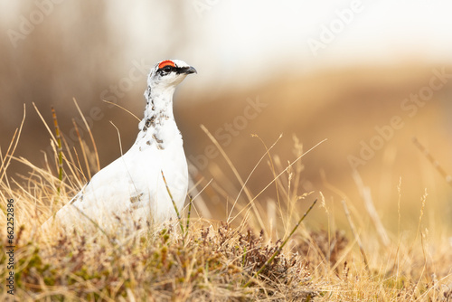 Rock Ptarmigan male (Lagopus muta) standing on the grass in Iceland photo