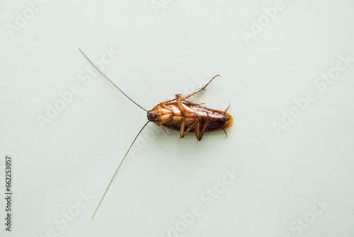 Cockroach lying. isolated on white background with copy space