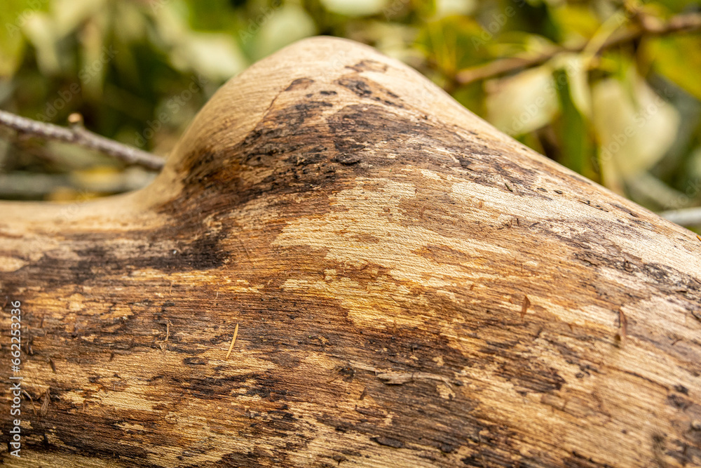 Rotten wood important to forest's diversity Rotten wood important to forest's diversity