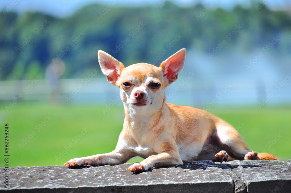 Portrait of a Chihuahua dog outdoors in summer in sunny weather with a blurred background.