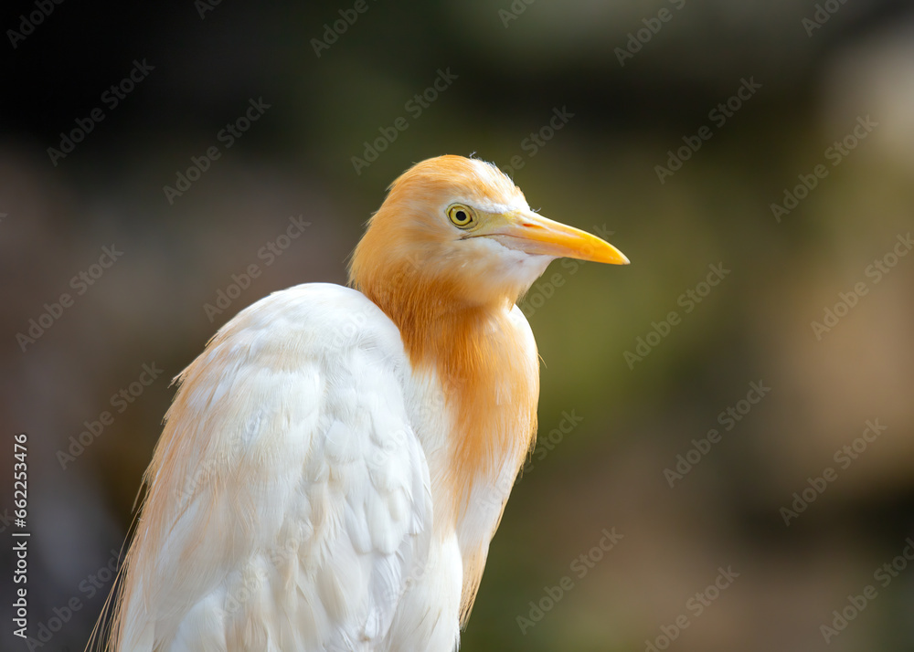 Cattle Egret (Bubulcus ibis) spotted outside Cattle Egret (Bubulcus ibis) spotted outside