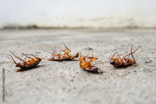 Selective focus of cockroach on the cement