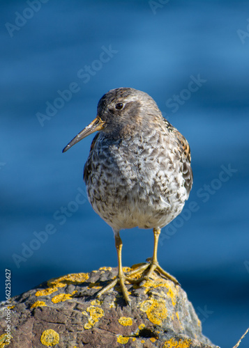 Portrait of a Purple sandpiper (Calidris maritima) standing on a rock with the blue ocean in background