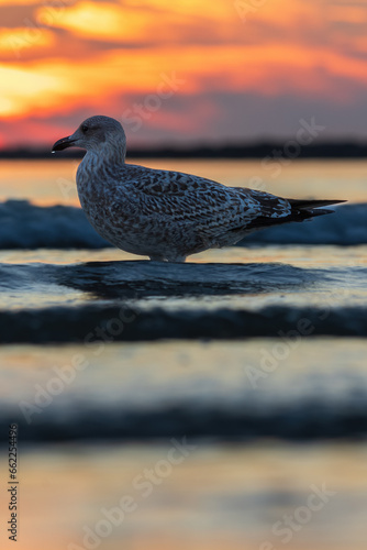 seagull in the sunset