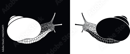 Grape snail logo. Isolated grape snail on white background