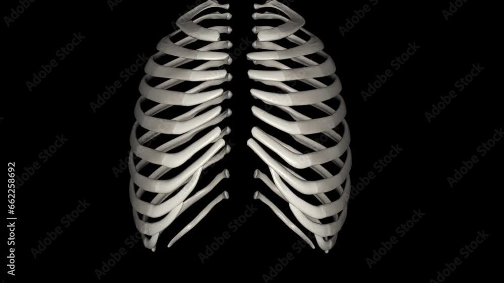Human ribs are flat bones that form part of the rib cage to help