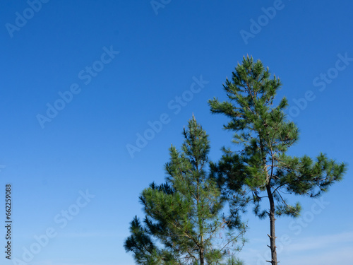 tree sky, the tops of the fir trees in spring are green in color and their branches rise high, against a blue sky with a few white clouds in the background