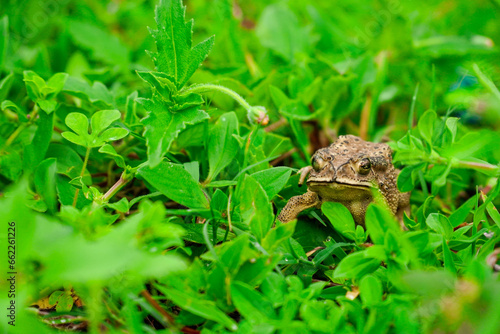 frog sitting in the grass, toad on the green grass, slippery frog in nature, warts on the skin.