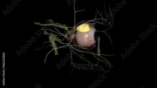 The lacrimal gland is a bilobed, tear-shaped gland with the primary function of secreting the aqueous portion of the tear film, thereby maintaining the ocular surface photo