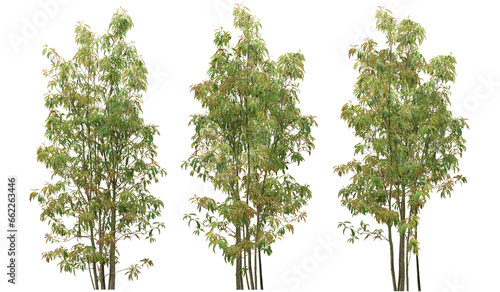 Cutting trees shapes on transparent backgrounds png