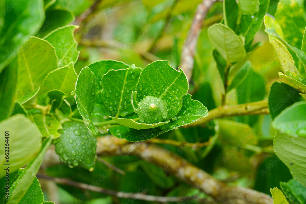 fresh green lime on tree after the rain. fresh green lime on tree after the rain.