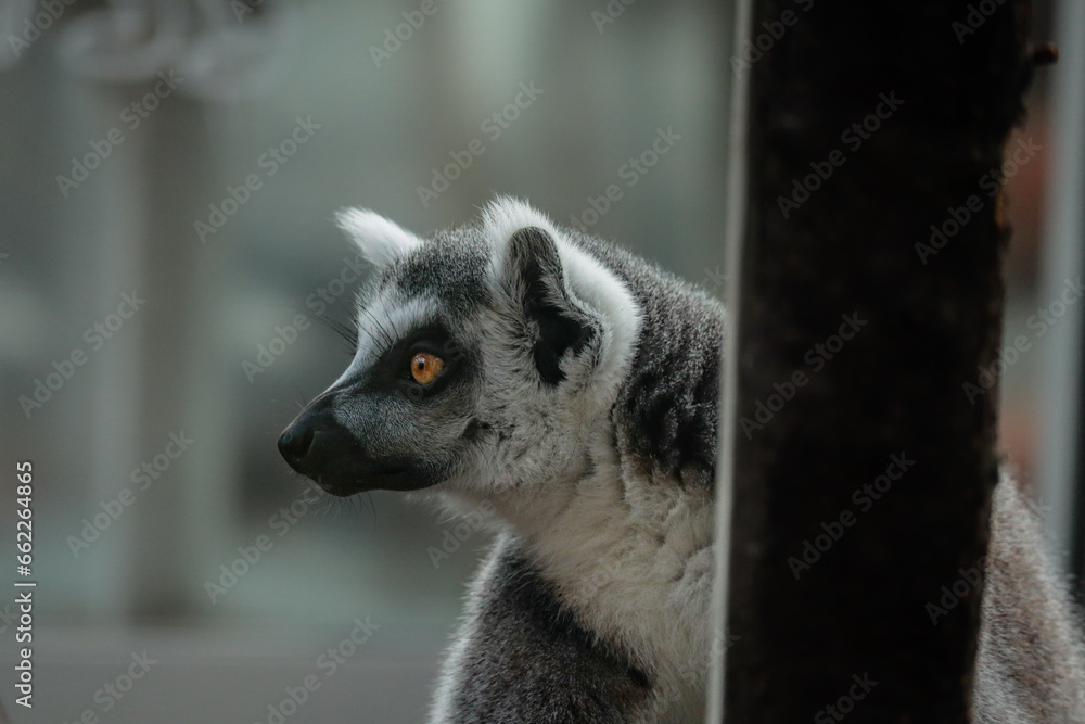 Obraz premium Portrait of a sitting lemur