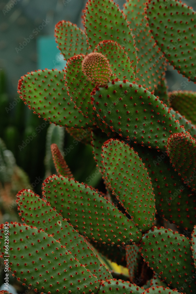 Fancy cactus with red bracts Fancy cactus with red bracts