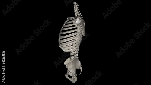 Bones of the trunk: The 51 trunk bones consist of 26 vertebrae, 24 ribs, and the sternum. photo