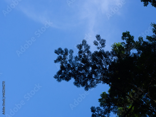 lef in the sky, silhouette of towering tree branches exposed to sunlight against the background of a blue sky on a sunny morning