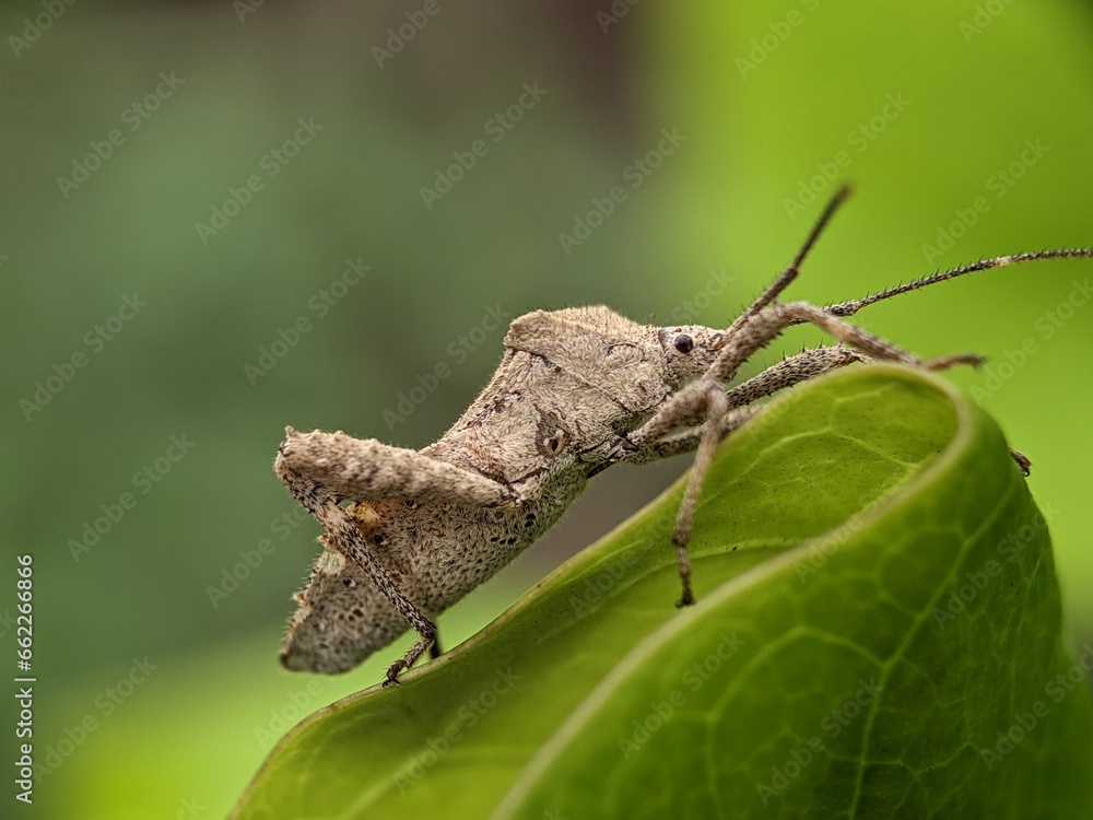 stinky bug macro photography