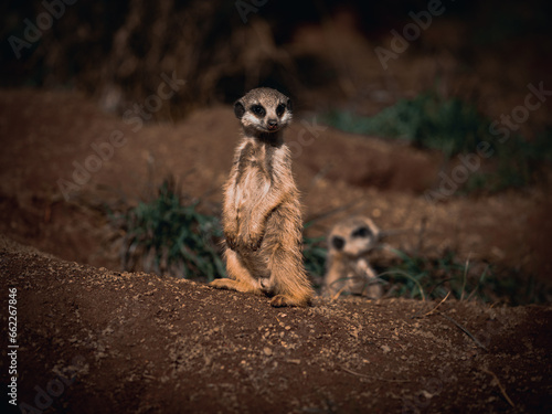 Meerkat