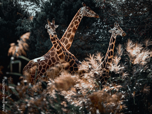 Photography Giraffe