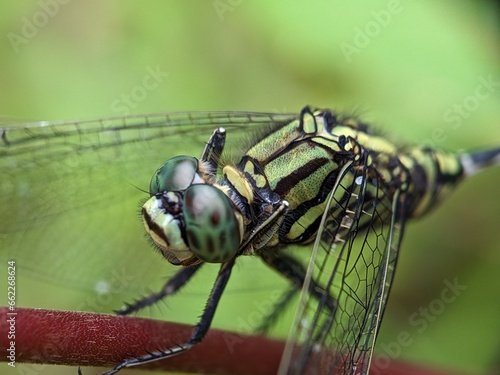 close up of a dragonfly