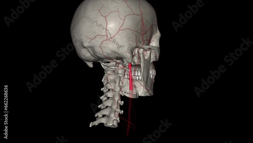 The occipital artery is a branch of the external carotid artery that provides arterial supply to the back of the scalp, sternocleidomastoid muscles photo